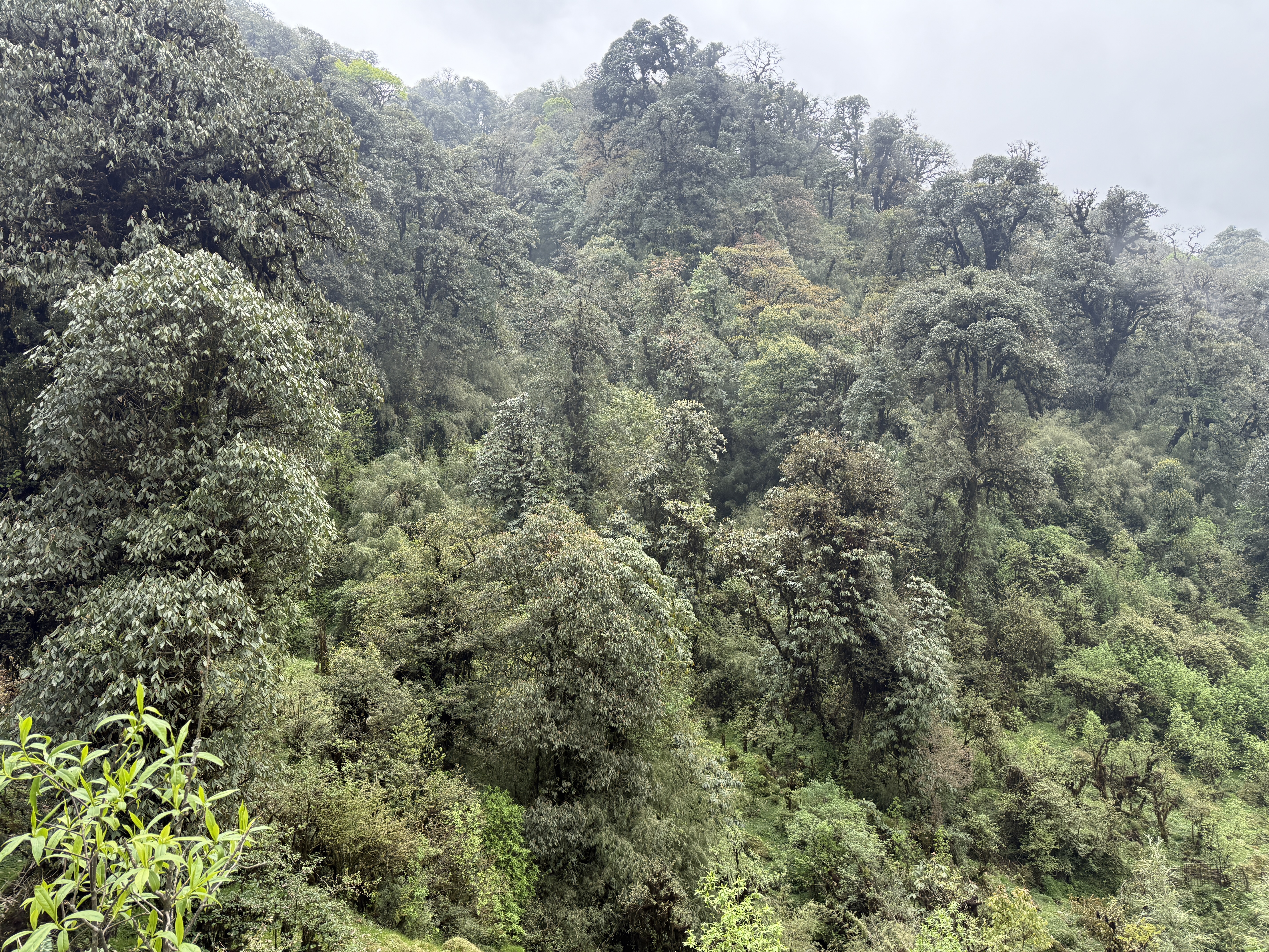 Dense mountain forest in Nepal, one of HCF's conservation areas