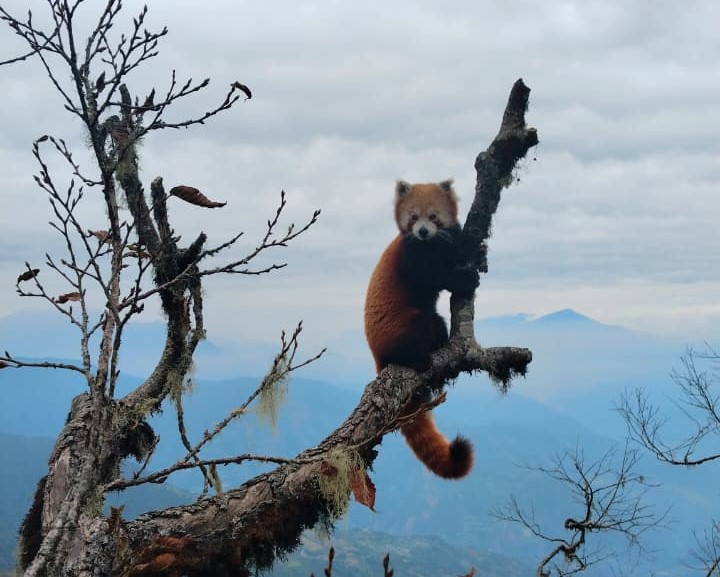 Red Panda, the flagship species of HCF's conservation work