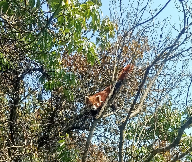 Red Panda resting on a mossy branch in its natural habitat