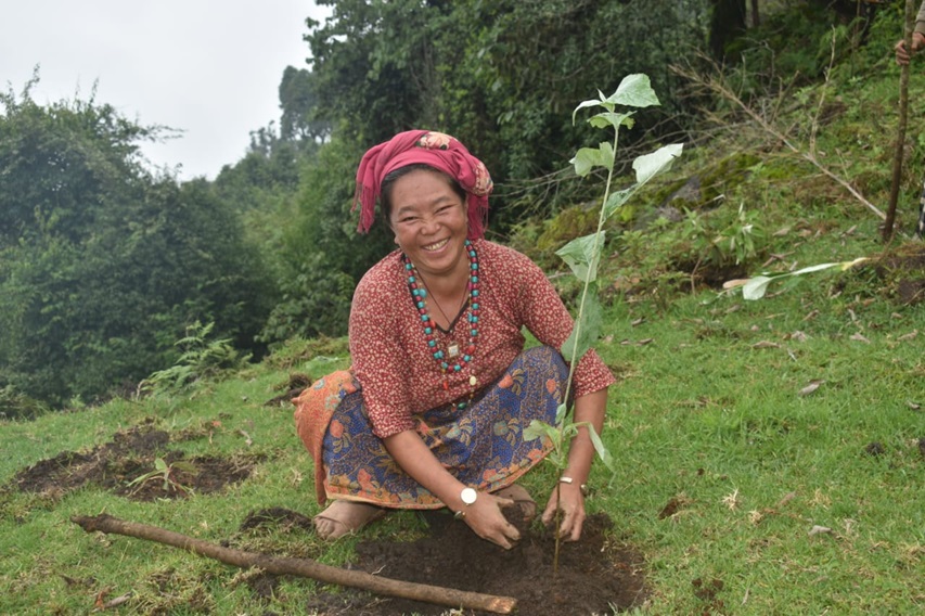 Native tree seedlings being planted in a degraded hillside forest